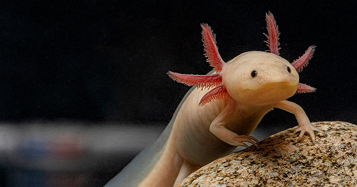 Axolotl