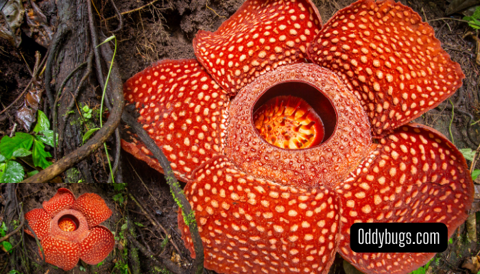 Corpse Flower