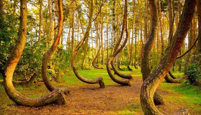 Crooked Forest