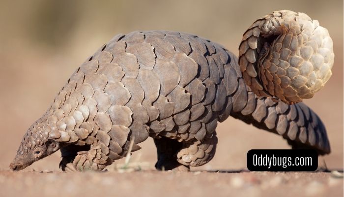 Pangolin