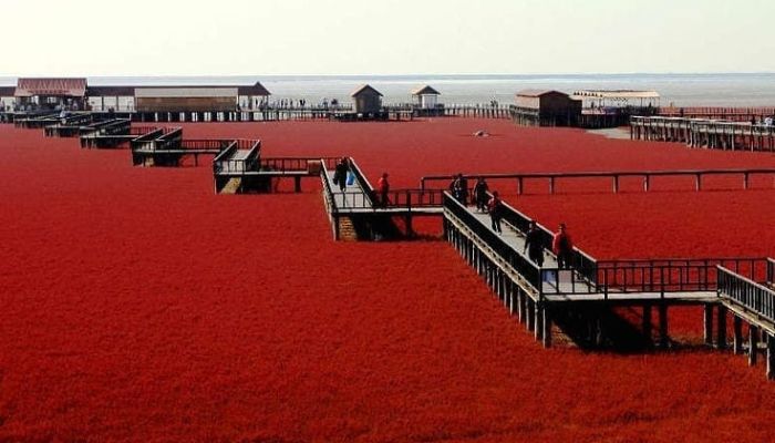 Red Beach, Panjin, China 