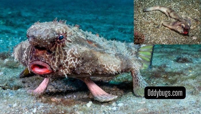 Red Lipped Batfish