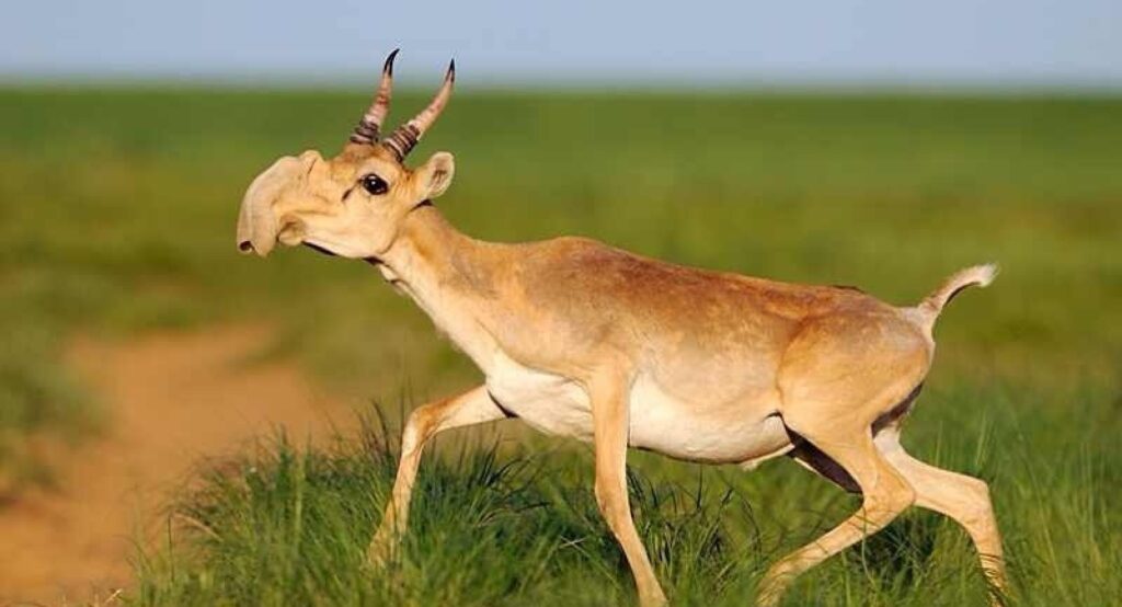 Saiga Antelope